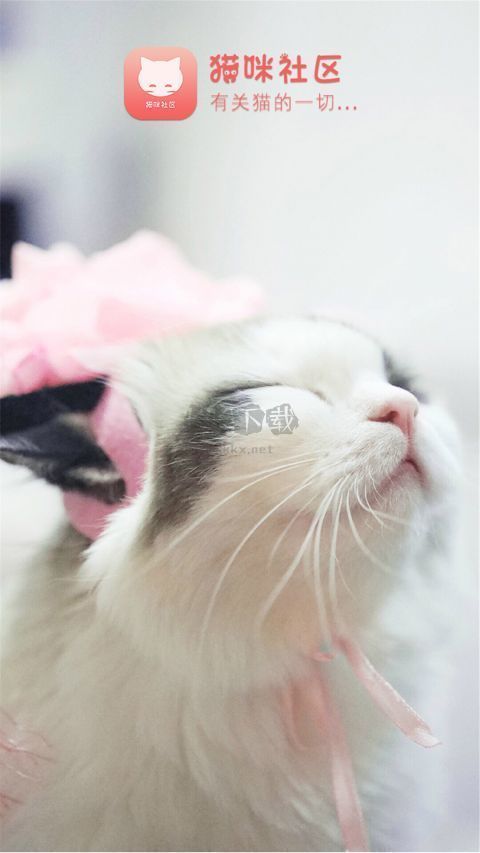 猫咪社区app手机版