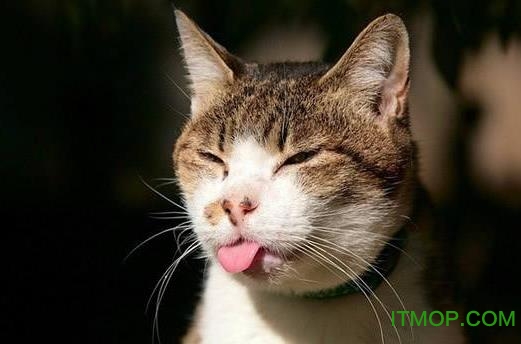 猫叫声音驱赶老鼠mp3