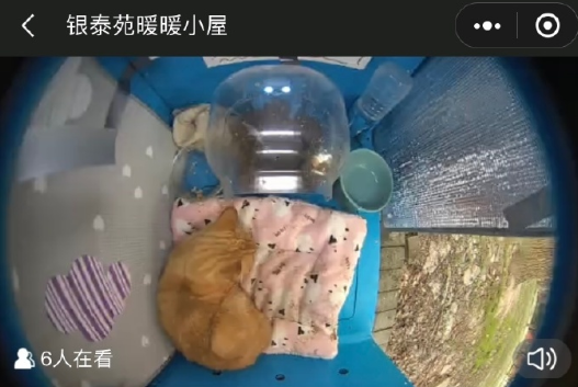 哈啰街猫官方