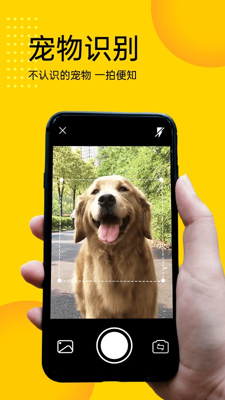 宠物拍拍识别专家app