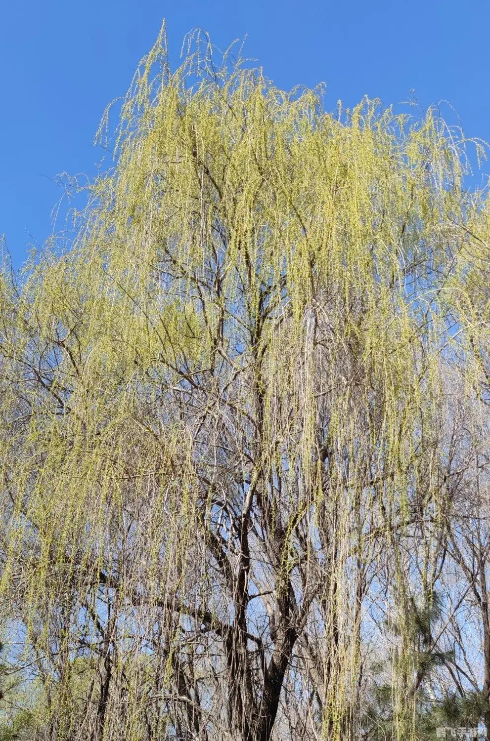 春节赏花灯，蚂蚁庄园手游全新攻略