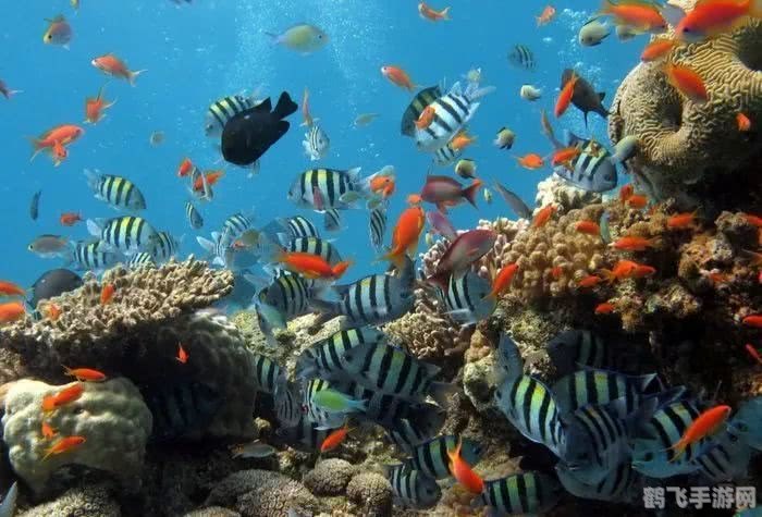 梦幻水族馆探秘，打造你的海洋奇趣世界