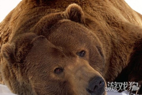 狼人杀遇到狼会咆哮 驯熊师的玩法介绍