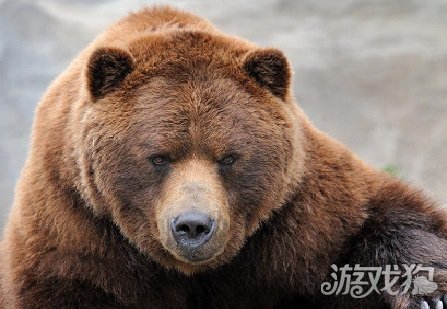 狼人杀遇到狼会咆哮 驯熊师的玩法介绍