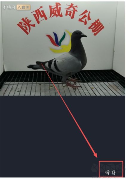 青鸽网app
